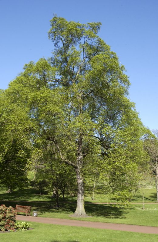 Papierbirke - Betula papyrifera