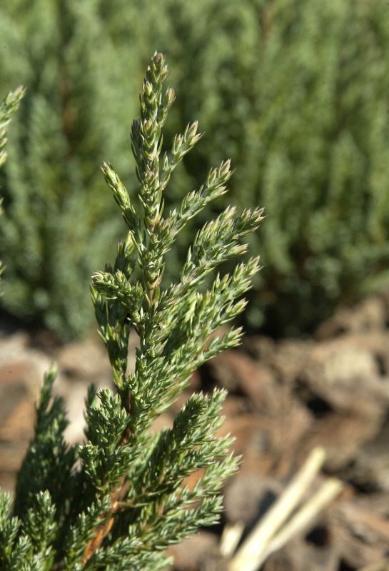 Perlmuttwacholder - Juniperus horizontalis 'Grey Pearl'