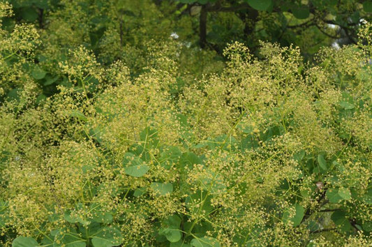 Perückenstrauch - Cotinus coggygria