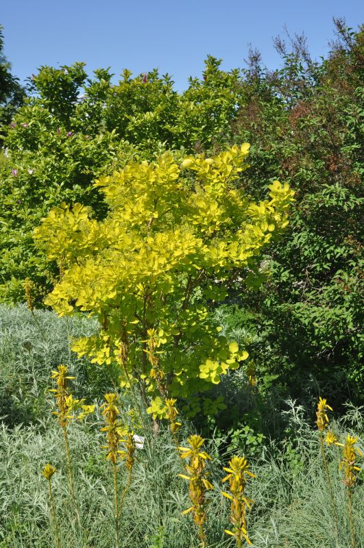 Perückenstrauch 'Golden Spirit' ® - Cotinus coggygria 'Golden Spirit' ®