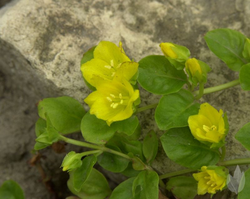 Pfennigkraut - Lysimachia nummularia