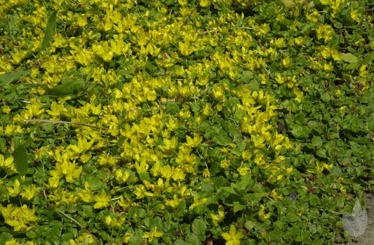 Pfennigkraut - Lysimachia nummularia