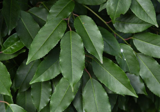 Portugiesischer Kirschloorbeer / Portugiesische Lorbeerkirsche - Prunus lusitanica