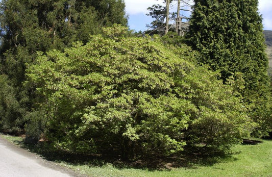 Prachtglocke - Enkianthus campanulatus
