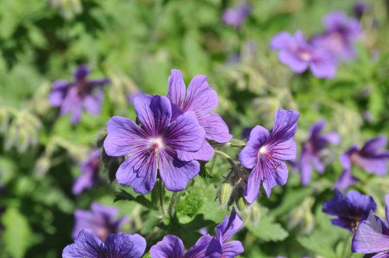 Prächtiger Storchschnabel - Geranium x magnificum