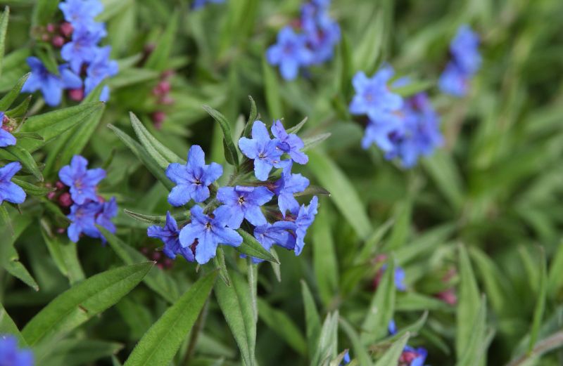 Purpurblauer Steinsame - Buglossoides purpurocaerulea