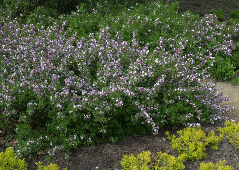 Purpurginster - Cytisus purpureus