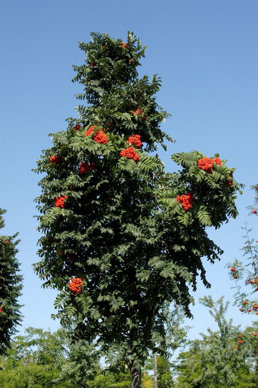 Pyramiden-Eberesche - Sorbus aucuparia 'Fastigiata'
