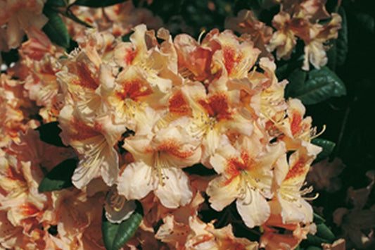 Rhododendron-Hybride 'Bernstein' - Rhododendron Hybride 'Bernstein'