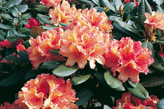 Rhododendron-Hybride 'Brasilia' - Rhododendron Hybride 'Brasilia'