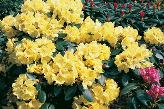 Rhododendron-Hybride 'Goldkrone' ® - Rhododendron Hybride 'Goldkrone' ®