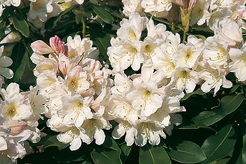 Rhododendron-Hybride 'INKARHO-Dufthecke', weiß - Rhododendron Hybride 'INKARHO-Dufthecke' (weiß)