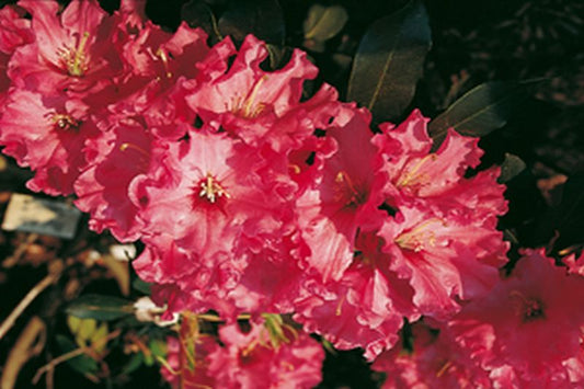 Rhododendron-Hybride 'Isabel Pierce' - Rhododendron Hybride 'Isabel Pierce'