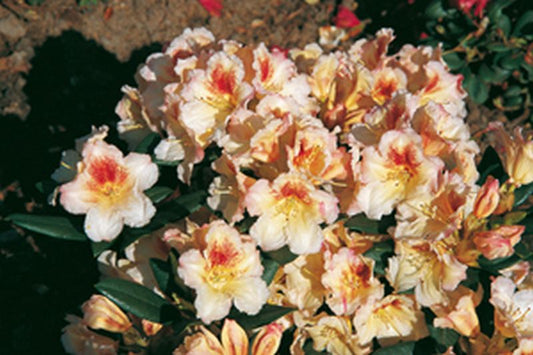 Rhododendron-Hybride 'Marylou' - Rhododendron Hybride 'Marylou'