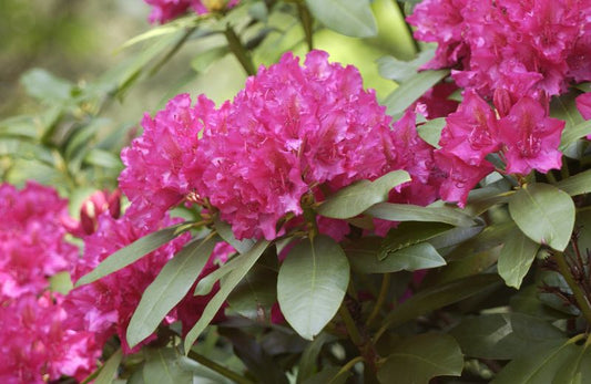Rhododendron-Hybride 'Mrs.P.den Ouden' - Rhododendron Hybr.'Mrs.P.den Ouden'