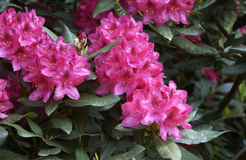 Rhododendron-Hybride 'Nova Zembla' - Rhododendron Hybride 'Nova Zembla'