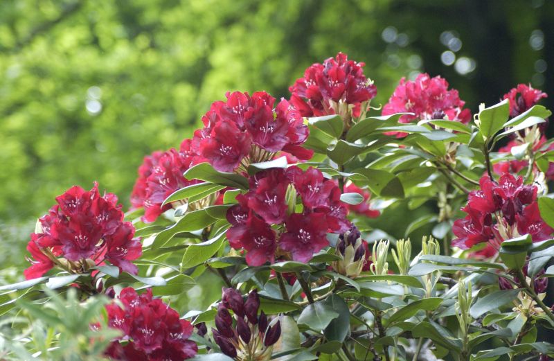 Rhododendron-Hybride 'Sammetglut' - Rhododendron Hybride 'Sammetglut'