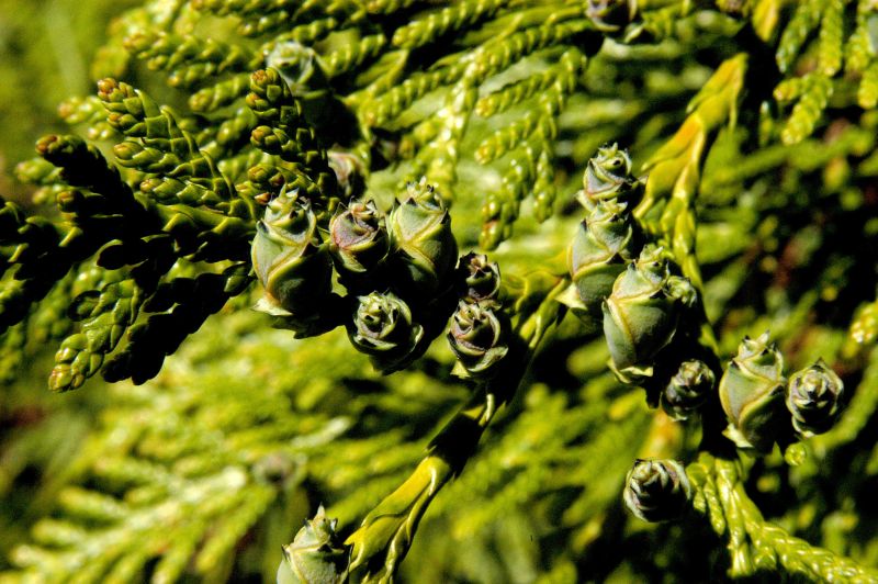 Riesen-Lebensbaum - Thuja plicata