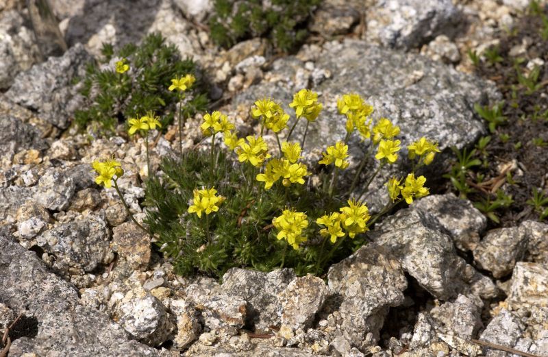 Rosettiges Felsenblümchen - Draba aizoides
