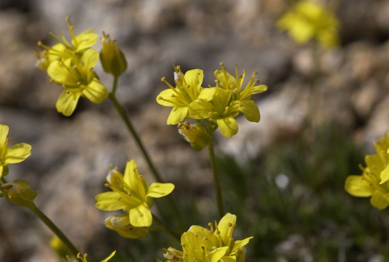 Rosettiges Felsenblümchen - Draba aizoides