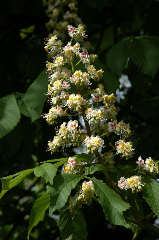 Rosskastanie - Aesculus hippocastanum