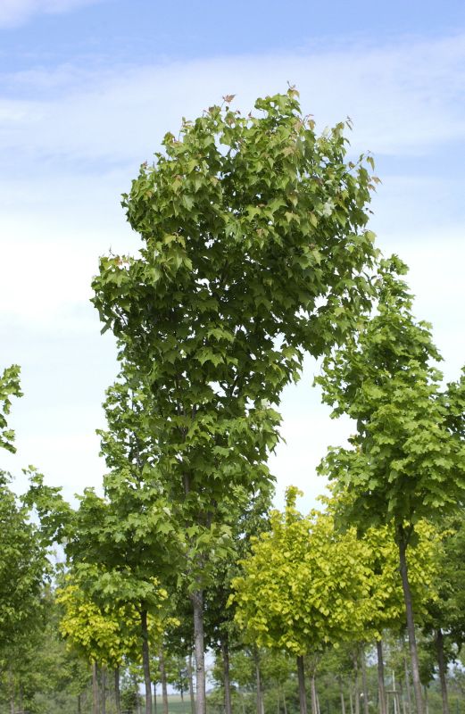 Rotahorn 'Scanlon' - Acer rubrum 'Scanlon'