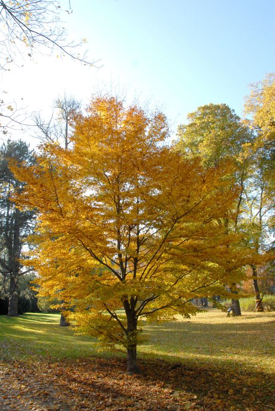 Rotbuche 'Laciniata' - Fagus sylvatica 'Laciniata'