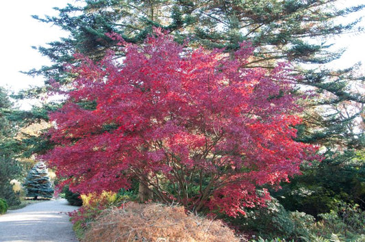 Roter Fächerahorn 'Bloodgood' - Acer palmatum 'Bloodgood'