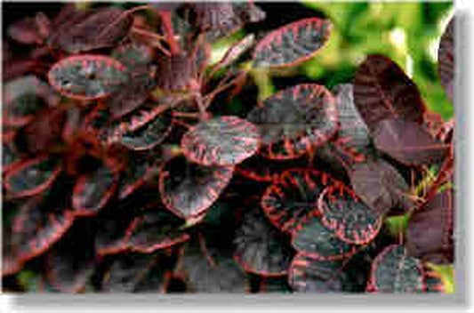 Roter Perückenstrauch 'Royal Purple' - Cotinus coggygria 'Royal Purple'