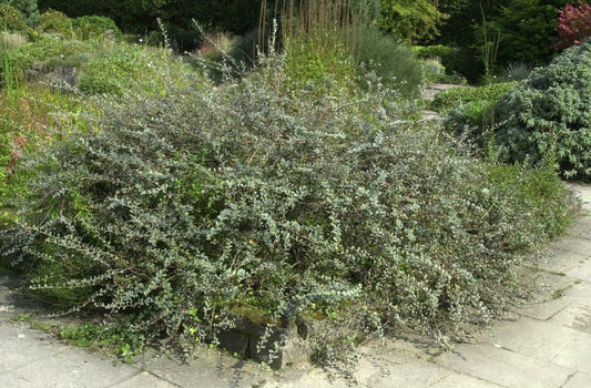 Sand-Kriechweide - Salix repens