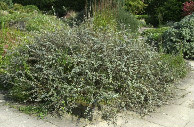 Sand-Kriechweide - Salix repens