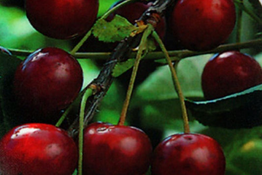 Sauerkirsche 'Köröser Weichsel' 6.KW - Prunus cerasus 'Köröser Weichsel' CAC