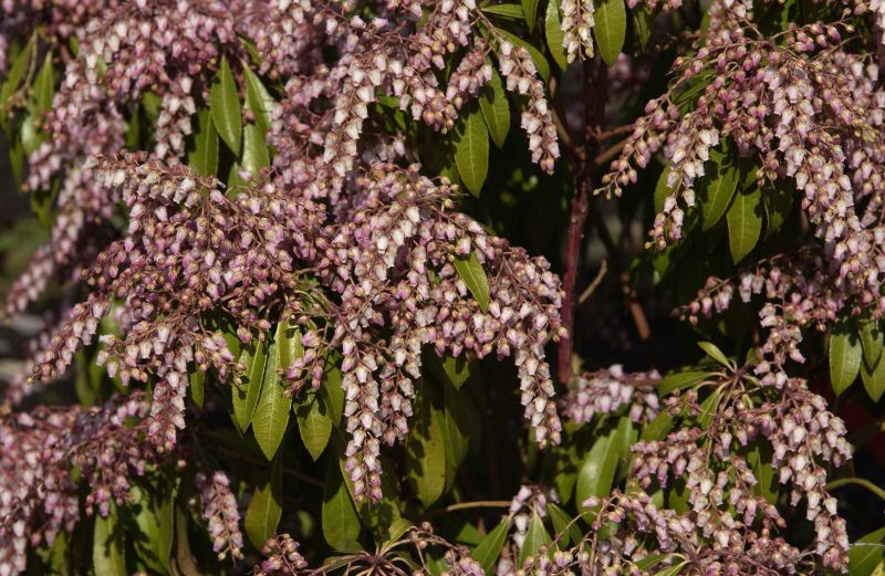 Schattenglöckchen 'Flamingo' - Pieris japonica 'Flamingo'