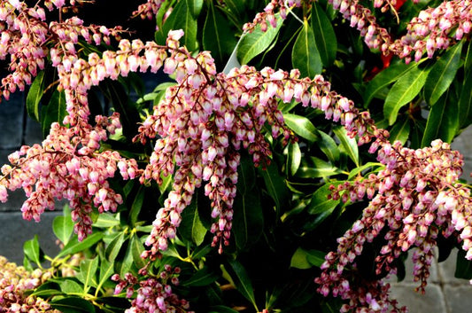 Schattenglöckchen 'Valley Rose' - Pieris japonica 'Valley Rose'