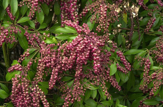 Schattenglöckchen 'Valley Valentine' - Pieris japonica 'Valley Valentine'