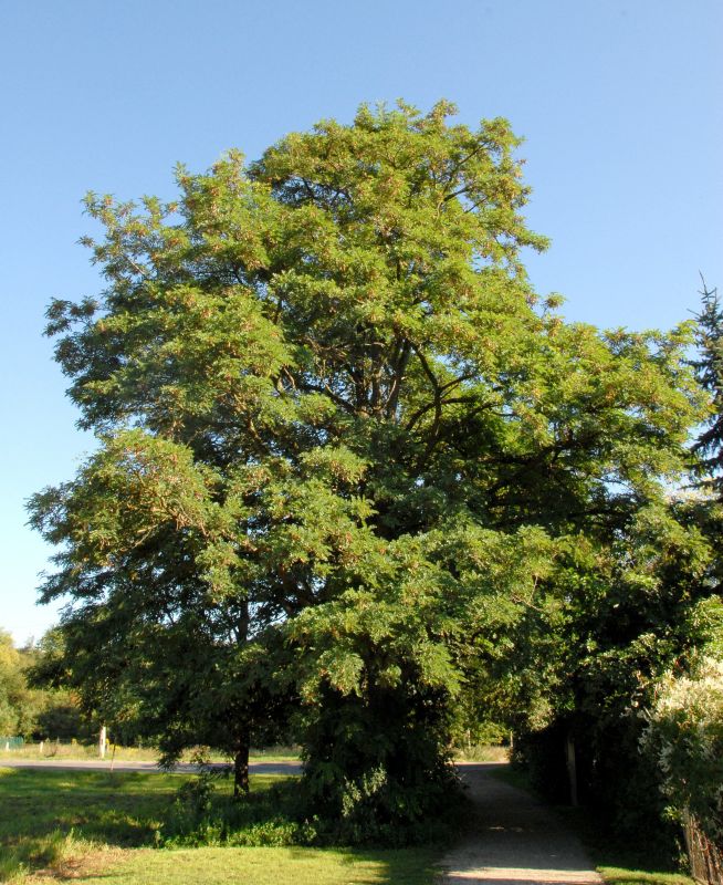 Scheinakazie - Robinia pseudoacacia