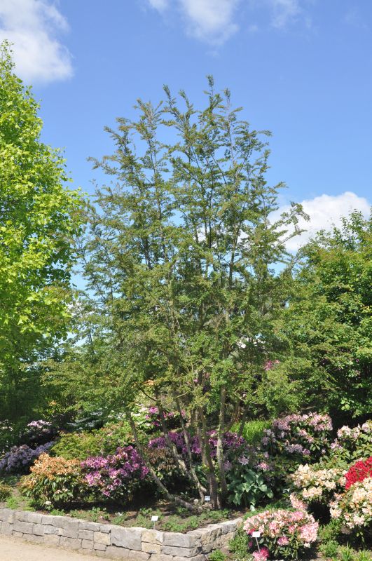 Scheinbuche - Nothofagus antarctica