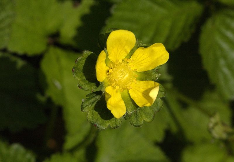 Scheinerdbeere - Duchesnea indica