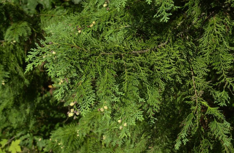Scheinzypresse - Chamaecyparis lawsoniana