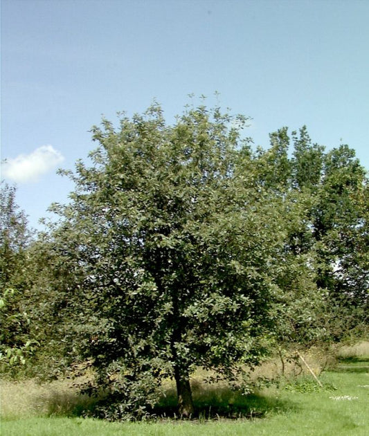Schmalkronige Mehlbeere - Sorbus intermedia 'Brouwers'