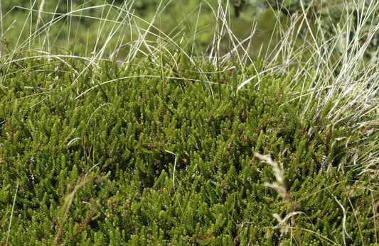 Schwarze Krähenbeere - Empetrum nigrum