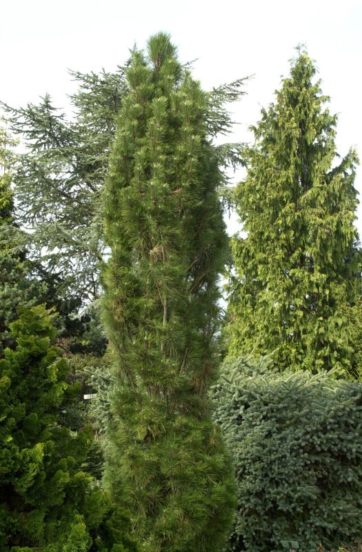 Schwarzkiefer 'Komet' - Pinus nigra 'Komet'