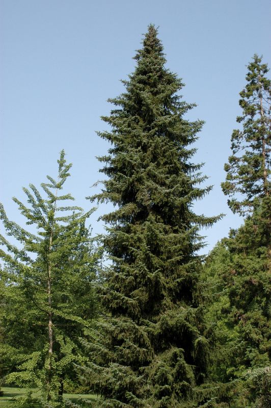 Serbische Fichte - Picea omorika
