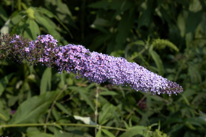 Sommerflieder 'Ile de France' - Buddleja davidii 'Ile de France'