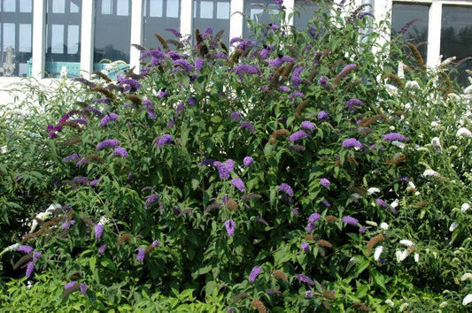 Sommerflieder 'Kalypso' - Buddleja 'Kalypso'