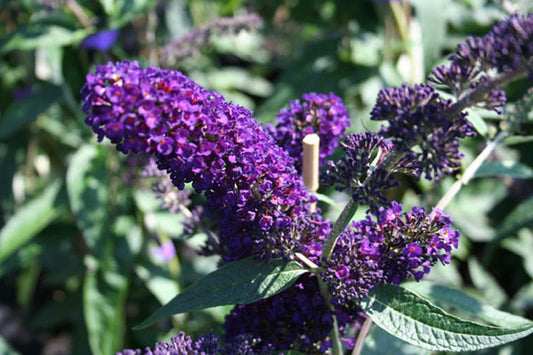 Sommerflieder 'Lochinch' - Buddleja 'Lochinch'