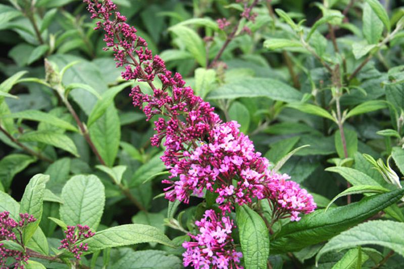 Sommerflieder / Schmetterlingsflieder 'Fascination' - Buddleja davidii 'Fascination'