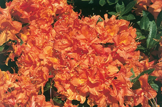 Sommergrüne Azalee 'Friedrich Wöhler' - Rhododendron luteum 'Friedrich Wöhler'