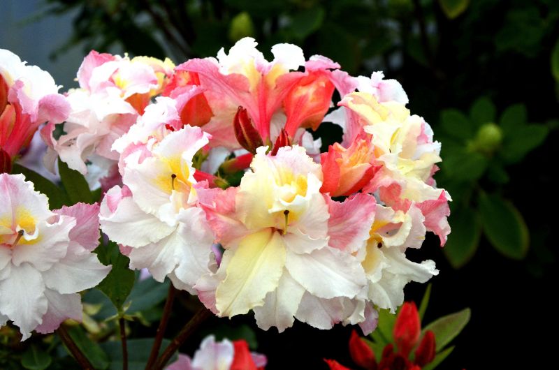 Sommergrüne Azalee 'Jack A.Sand' - Rhododendron luteum 'Jack A.Sand'