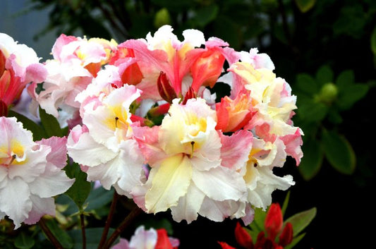 Sommergrüne Azalee 'Jack A.Sand' - Rhododendron luteum 'Jack A.Sand'